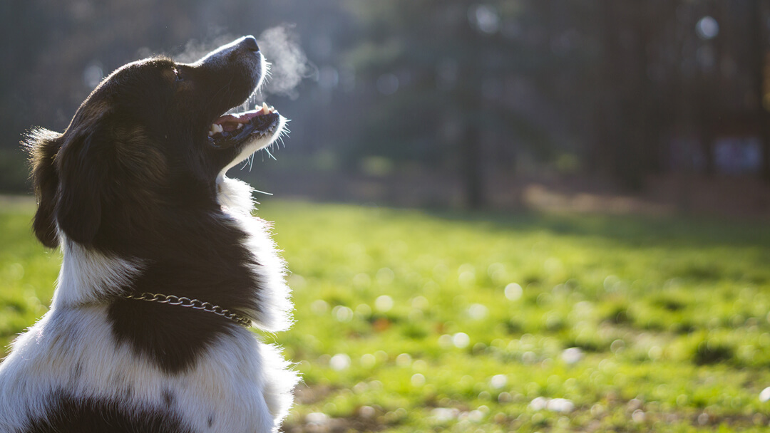 What causes dogs to have 2024 bad breath